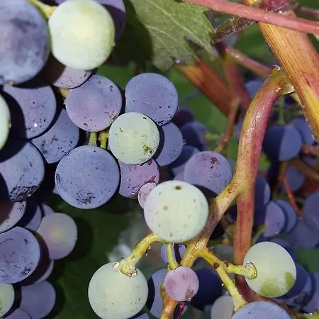 Gaestehaus Mona Lisa 3*