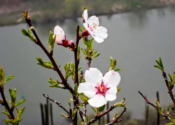 Gaestehaus Mona Lisa Bed & Breakfast 3*