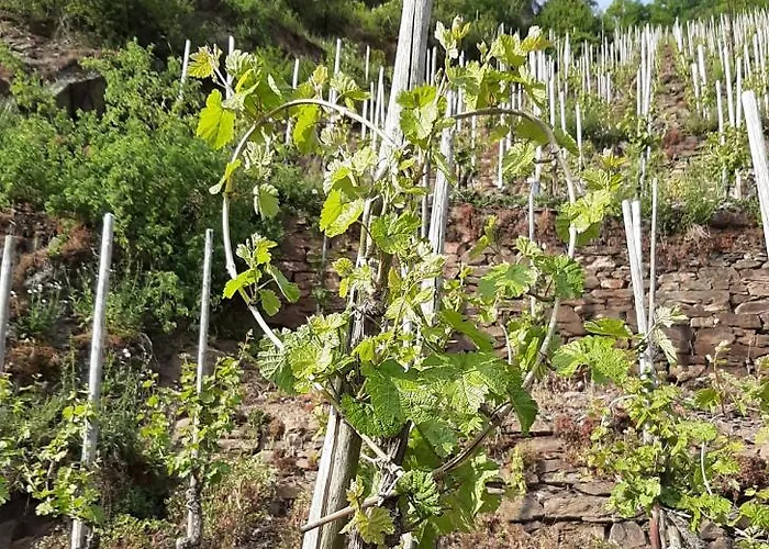 Gaestehaus Mona Lisa Bed & Breakfast 3*