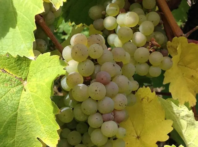 Gaestehaus Mona Lisa Bed & Breakfast 3*