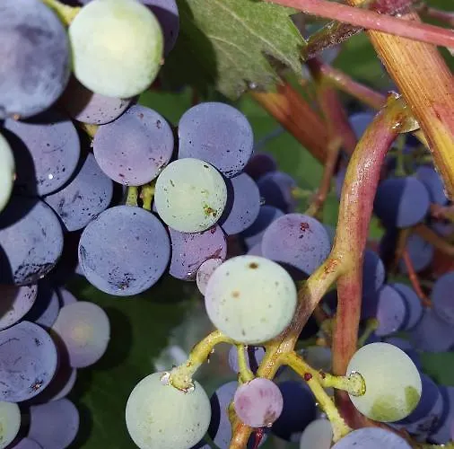 Gaestehaus Mona Lisa 3*